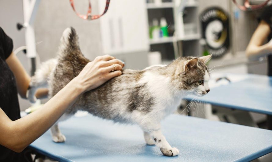 6 Essential Skills Every Pet Groomer Should Master
